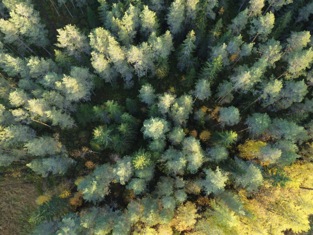 syksyinen_metsä_puuteollisuus